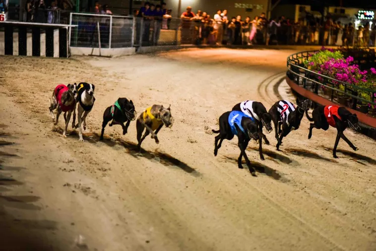 Cách Chơi Game Nhanh Đua Chó Tại Z8Bet Siêu Hấp Dẫn